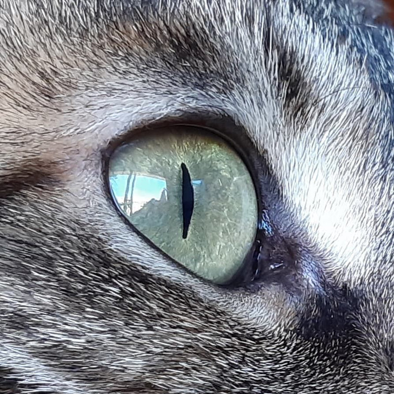 Chrysoberyl Cat's Eyes