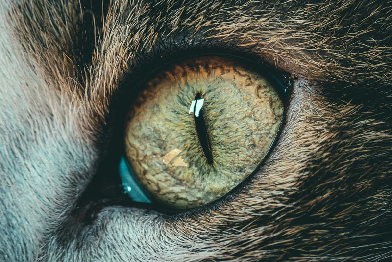Beryl Heliodor Cat's Eyes